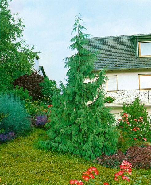 Chamaecyparis nootkatensis 'Pendula', Nootka-Scheinzypresse, 30–40 cm