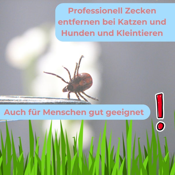 Zecke auf Pinzette zur Zeckenentfernung bei Mensch und Tier