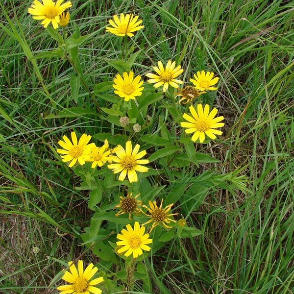 Gelbe Wiesenblumen im Gras