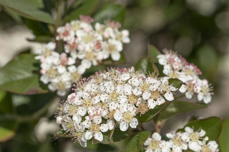 Aronia melanocarpa, Schwarze Apfelbeere, 80–100 cm, robust