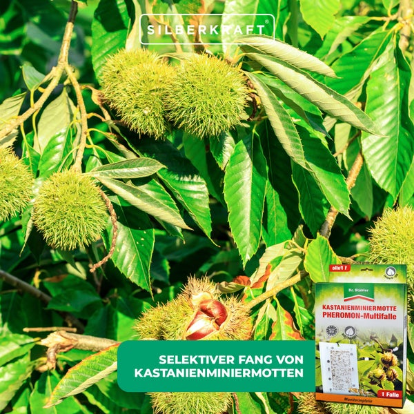 Effektive Kastanienminiermotten-Pheromonfalle zur biologischen Schädlingsbekämpfung – Wetterfeste Multifalle mit Lockstoff – für Kastanienbäume in Garten, Park & Stadtgrün