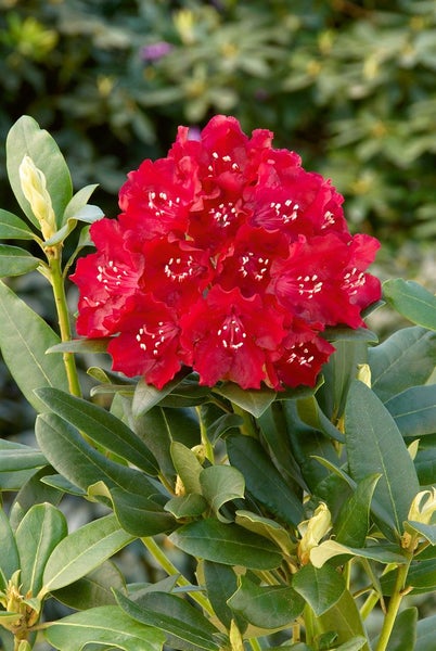 Roter Rhododendron mit grünen Blättern