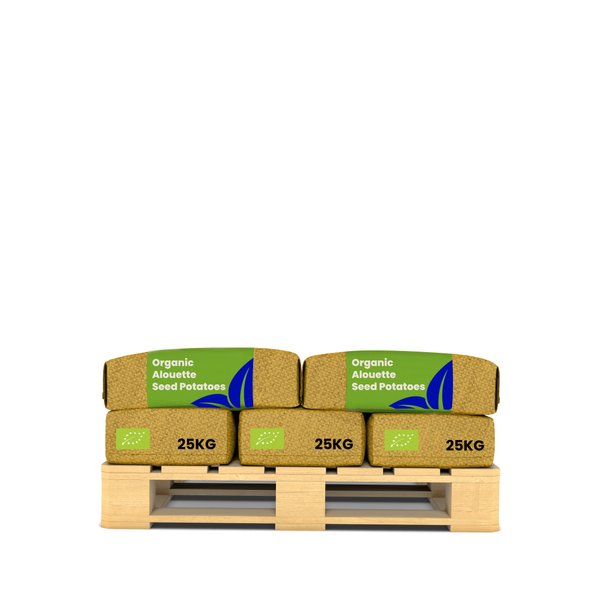 Eimer gefüllt mit ungeschälten Kartoffeln