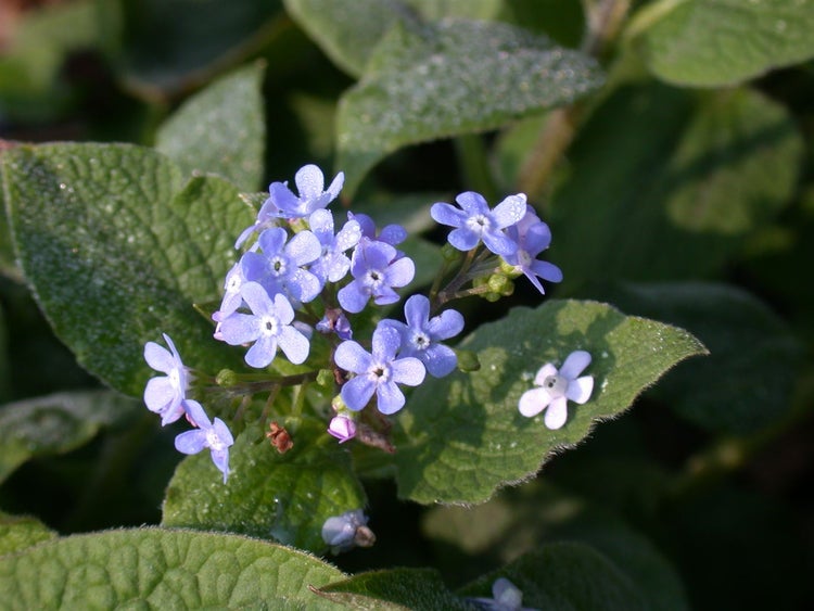 Brunnera macrophylla 'Langtrees', Kaukasusvergissmeinnicht, ca. 9x9 cm Topf