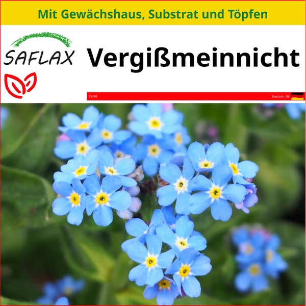 SAFLAX Anzucht Set - Vergißmeinnicht - Myosotis sylvatica - 150 Samen - Mit Mini-Gewächshaus, Anzuchtsubstrat und 2 Töpfen