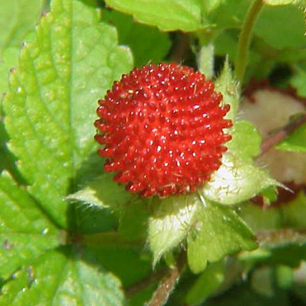 Nahaufnahme einer Scheinerdbeere mit Blättern