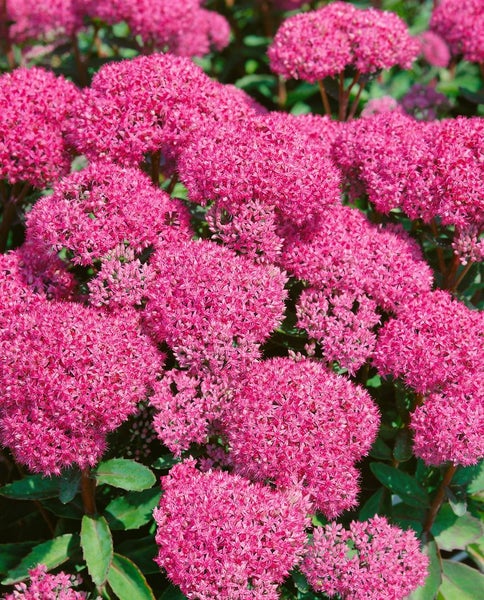Sedum spectabile 'Carl', Fetthenne, rosa Blüten, ca. 9x9 cm Topf