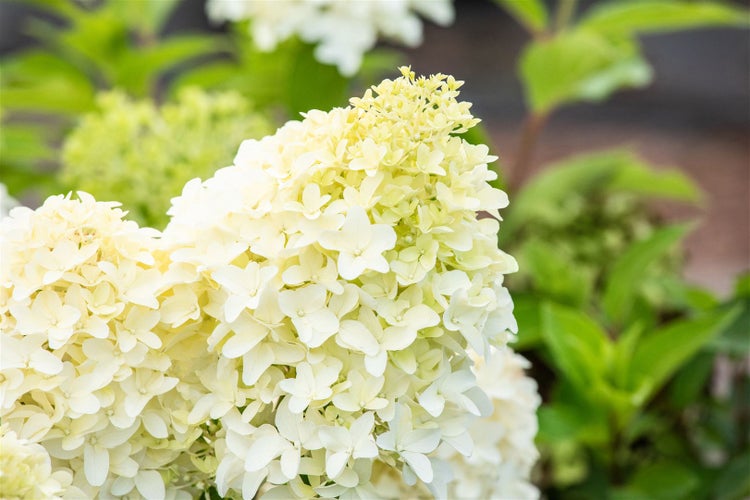 Hydrangea paniculata 'Skyfall', Rispenhortensie, weiß, 60–80 cm