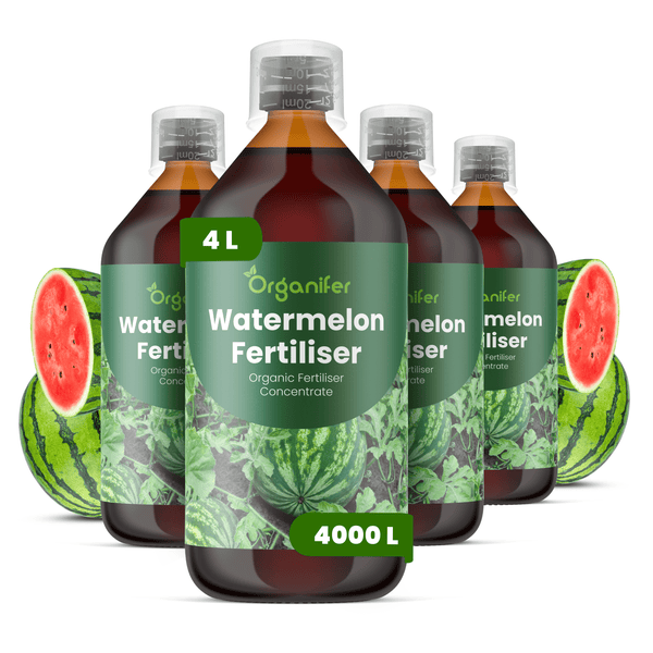 Vier Flaschen Organifer biologischer Wassermelonendünger Konzentrat, insgesamt 4 Liter für bis zu 4000 Liter Gießwasser.
