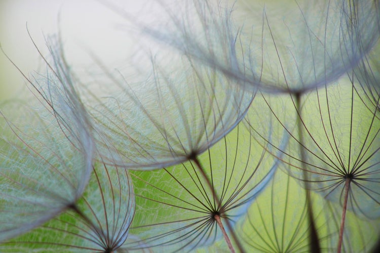 Nahaufnahme von Löwenzahnsamen