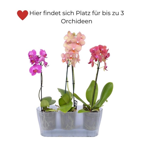 Orchideentopf Blumentopf Blumenkasten für Orchideen Übertopf mehrere Pflanzen durchsichtig Kunststoff rauchfarbig