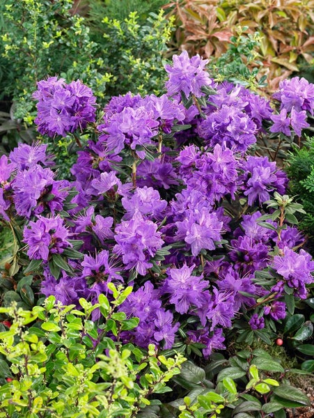 Rhododendron russatum 'Gletschernacht', violettblau, 20–25 cm
