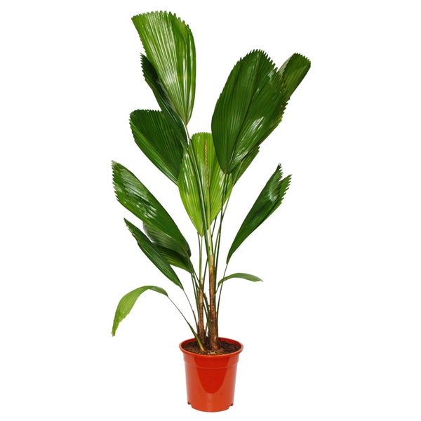 Strahlenpalme - Licuala grandis - Zimmerpalme - Vanuatu-Strahlenpalme - 19cm Topf - Solitärpflanze