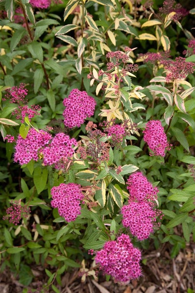 Spiraea japonica 'Anthony Waterer', Rote Sommerspiere, 15–20 cm