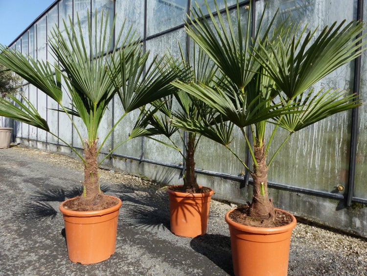 L Palme 100-120 cm Trachycarpus fortunei, Hanfpalme, winterhart + robust bis -18°C