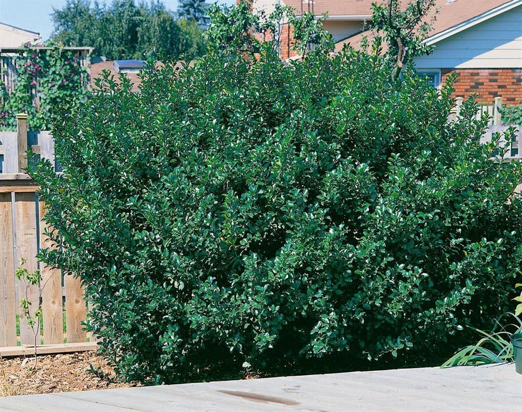Ilex meserveae 'Blue Prince', Stechpalme, immergrün, 30–40 cm
