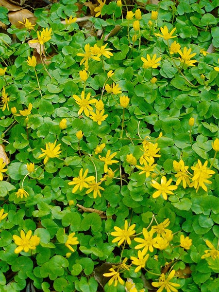 Ranunculus ficaria, Scharbockskraut, gelb, ca. 9x9 cm Topf