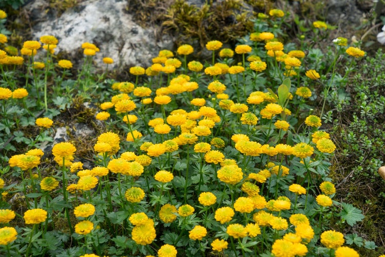 Ranunculus ficaria 'Flore Pleno', Scharbockskraut, gefüllt, ca. 9x9 cm Topf