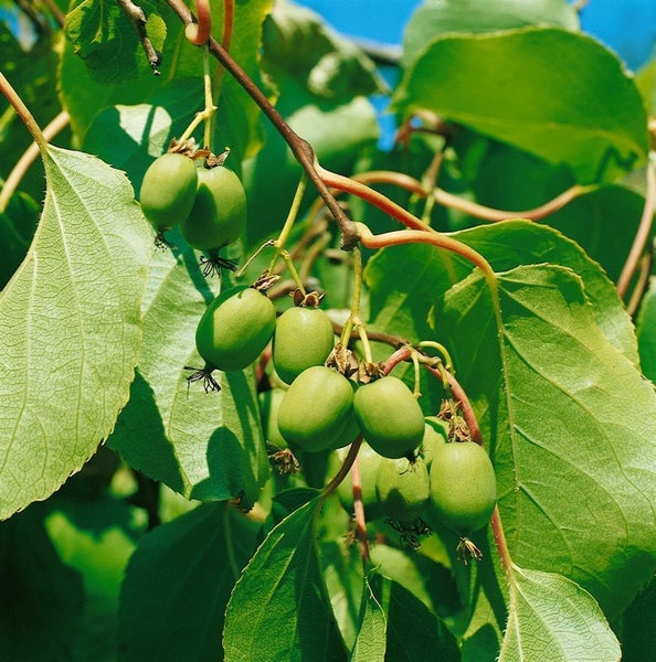 Actinidia arguta 'Weiki' -R-, Kiwi, selbstfruchtend, 60–100 cm