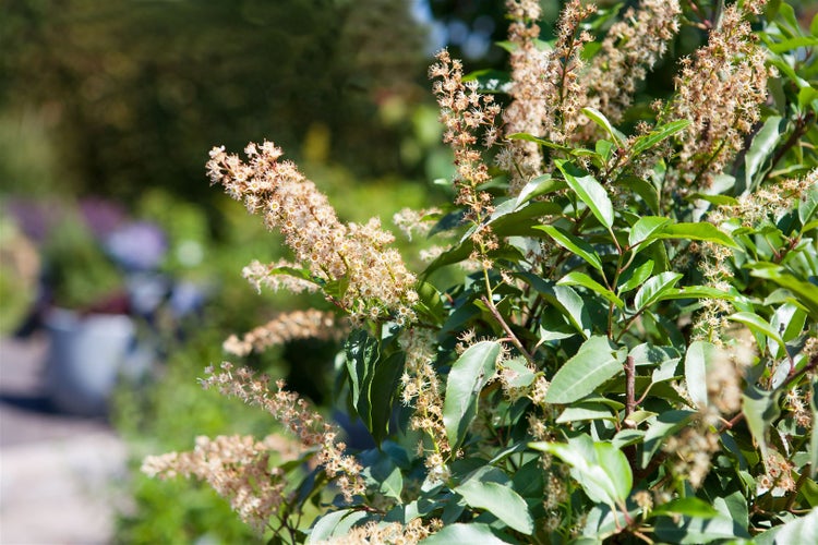 Prunus lusitanica, Portugiesischer Lorbeer, immergrün, 80–100 cm