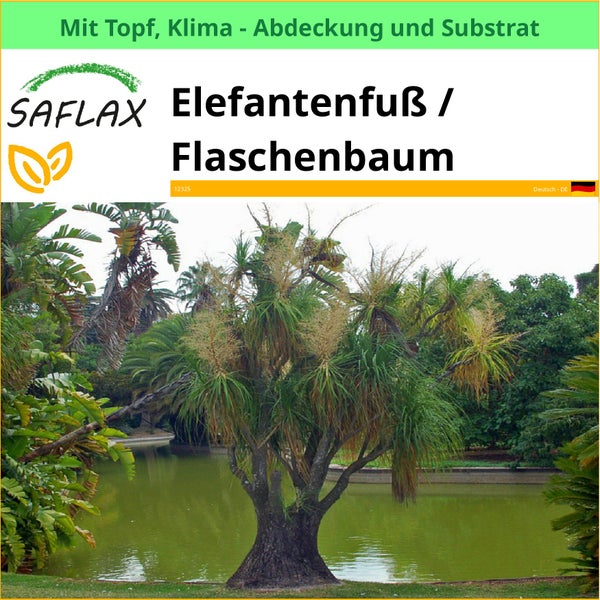 Elefantenfuß beziehungsweise Flaschenbaum im Topf mit Klimaabdeckung und Substrat