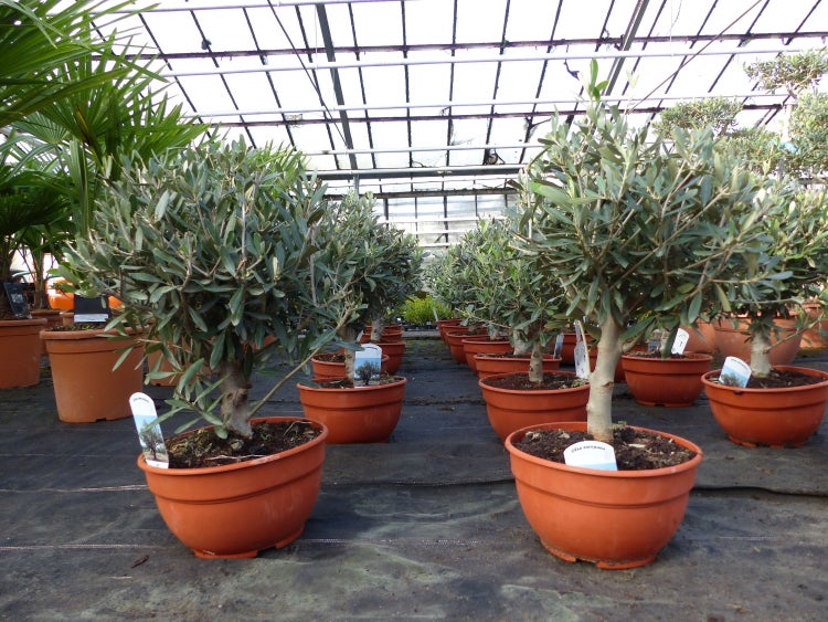 Olivenbaum Bonsai Formgehölz, Olive winterhart, Olea europaea 50 - 60 cm