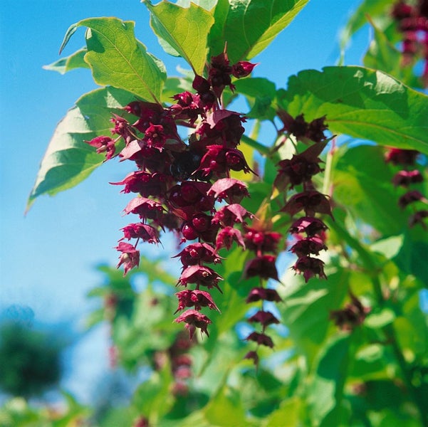 Leycesteria formosa 'Purple Rain', Schöne Leycesterie, purpur, 60–80 cm