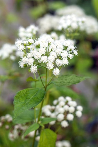 Eupatorium fistulosum 'Baby Joe', Wasserdost, rosa, ca. 11x11 cm Topf