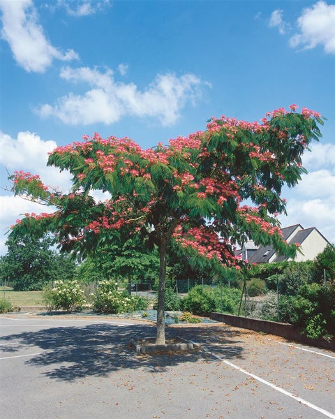 Albizia julibrissin 'Ombrella', Seidenbaum, 40–60 cm
