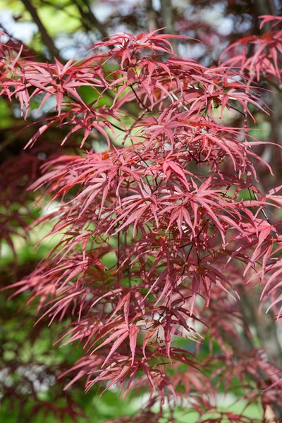 Acer palmatum 'Red Pygmy', Japanischer Ahorn, rot, 80 cm Stammhöhe