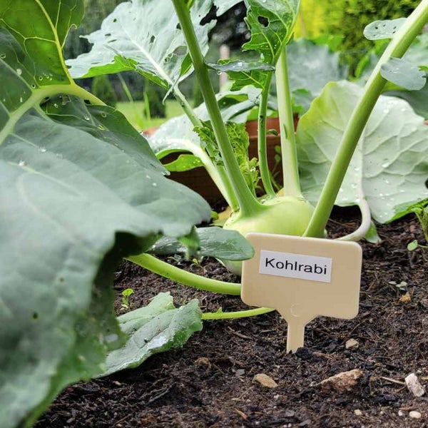 Kohlrabi Pflanze mit Pflanzenschild im Gartenbeet