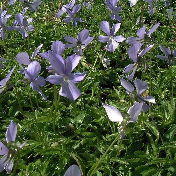 Nahaufnahme von Veilchenpflanzen im Gartenbeet