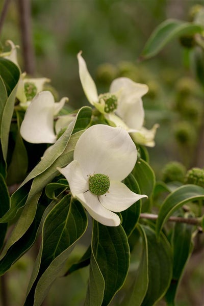 Cornus kousa chinensis 'China Girl', Chinesischer Blumen-Hartriegel, 100–125 cm