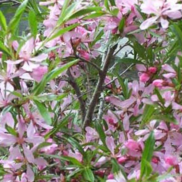 Zwergmandelbaum mit rosa Blüten und grünen Blättern