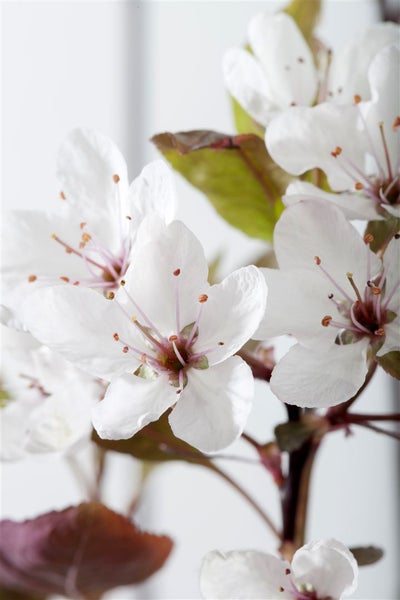 Prunus cistena, Blutpflaume, dunkelrot, 60–80 cm