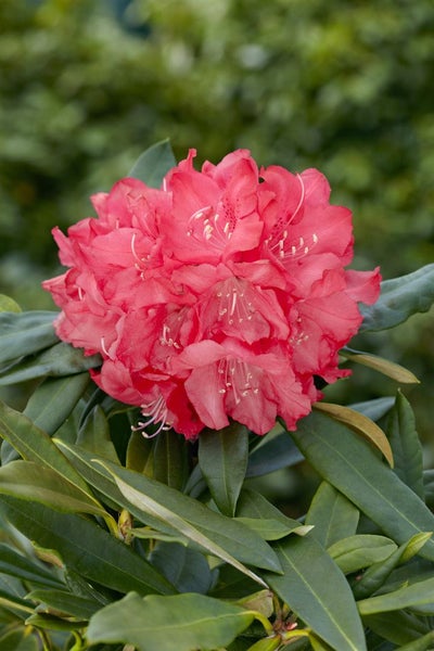 Rhododendron makinoi 'Diamant', Rhododendron, 60 cm