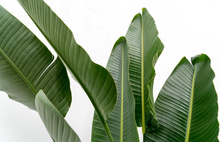 Strelitzia Augusta Mehrstamm XXL - 250 cm - ø30-40