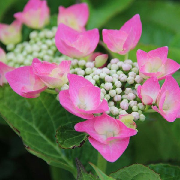 Nahaufnahme einer rosa Hortensienblüte mit grünen Blättern