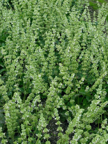 Salvia verticillata 'Alba', weißblühend, ca. 9x9 cm Topf