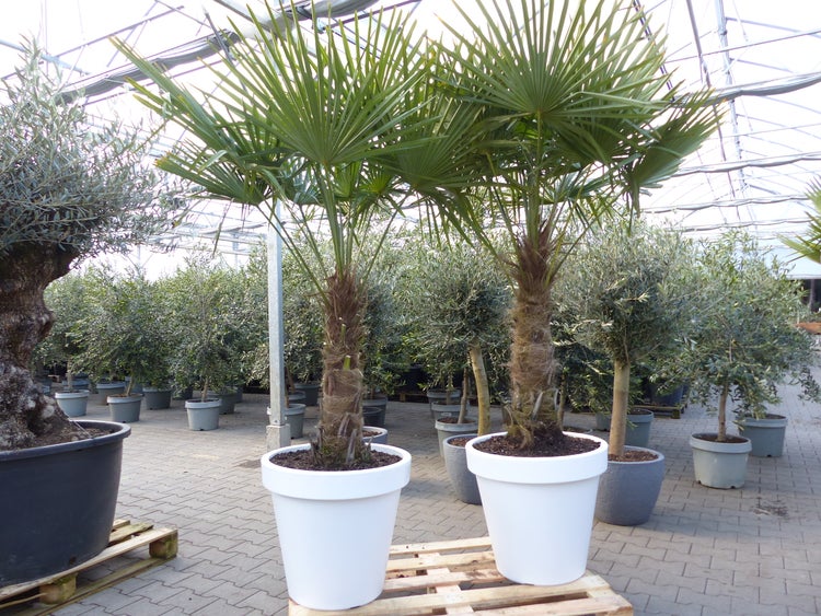 Zwei Hanfpalmen (Trachycarpus fortunei) in Töpfen auf einer Holzpalette in einem hellen Gewächshaus mit zahlreichen Olivenbäumen.
