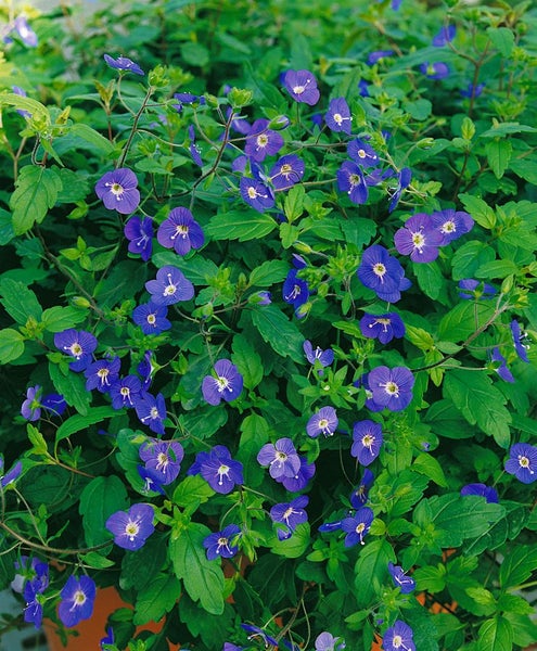 Veronica umbrosa 'Georgia Blue', Ehrenpreis, blau, ca. 9x9 cm Topf