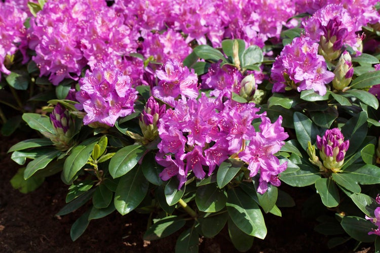 Rhododendron Hybr. 'Pink Purple Dream', rosa-lila Blüten, 60–70 cm