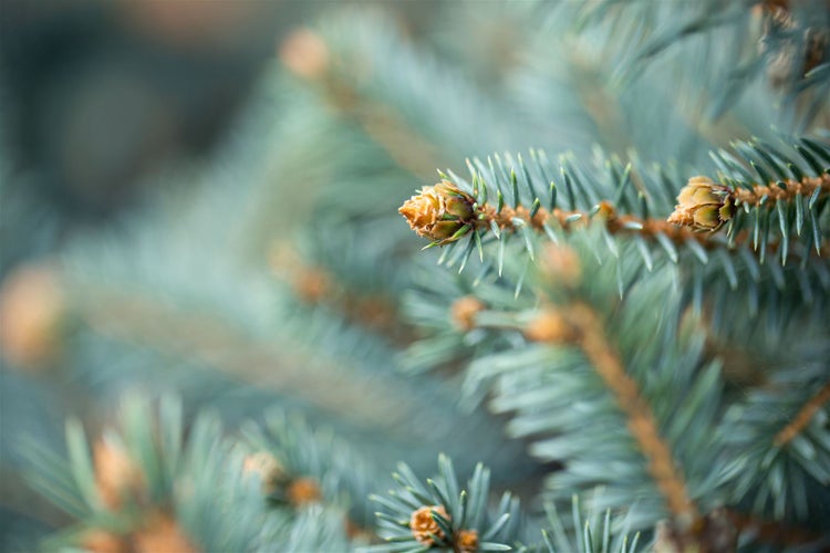 Picea pungens 'Glauca', Blau-Fichte, 40–60 cm