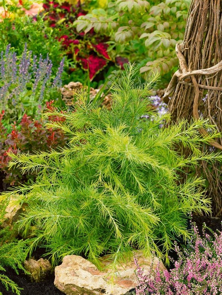 Nadelgehölz im Gartenbeet mit verschiedenen Pflanzen