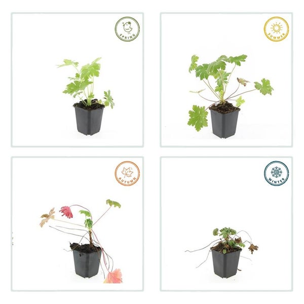 Darstellung der Entwicklung einer Pflanze im Topf während der vier Jahreszeiten Frühling, Sommer, Herbst und Winter.