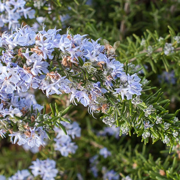 Nahaufnahme von Rosmarin mit Blüten