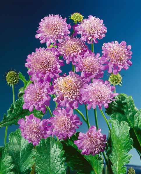Scabiosa columbaria 'Pink Mist', Taubenskabiose, rosa, ca. 11x11 cm Topf