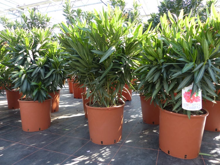 Oleander Pflanzen in Kunststofftöpfen mit schmalen Blättern in einem hellen Gewächshaus.