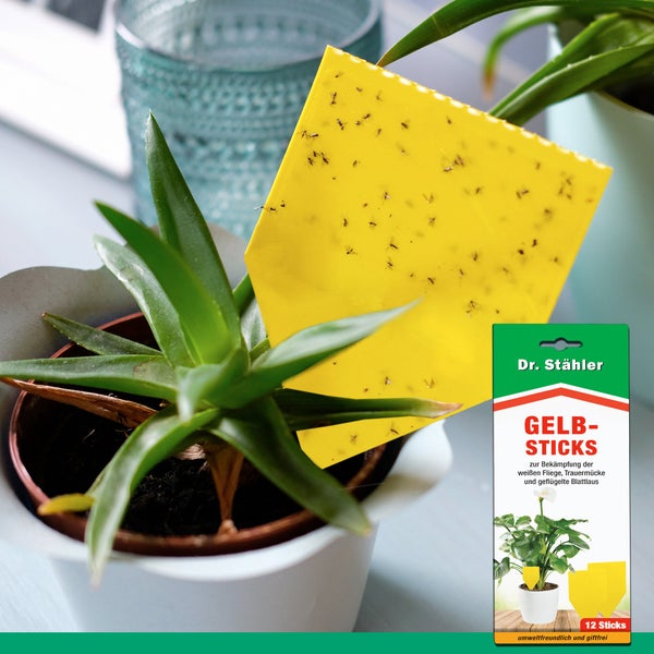 Effektive Gelbsticks zur Insektenbekämpfung – Gelbe Klebefallen gegen fliegende Schädlinge – Giftfrei & geruchslos – Für Blumentöpfe, Fensterbank, Balkon & Gewächshaus