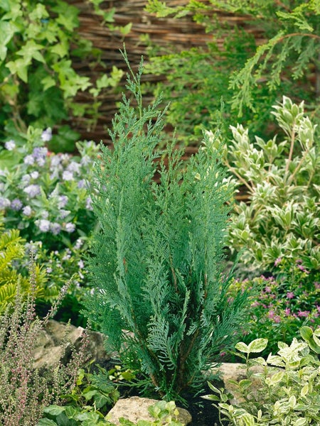 Chamaecyparis lawsoniana 'Columnaris', Blaue Säulenzypresse, 40–60 cm